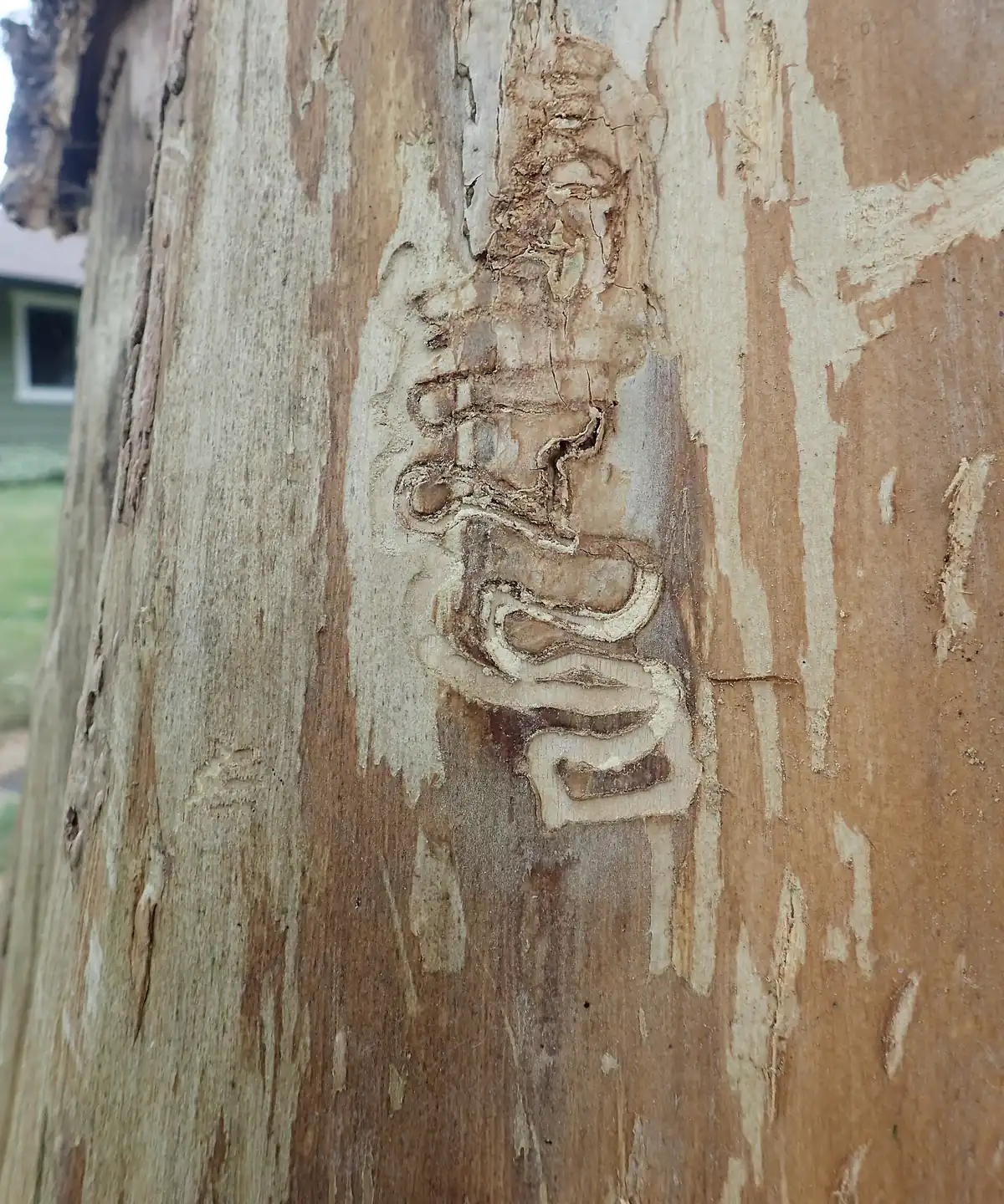 Larval galleries scored under the bark of an ash tree