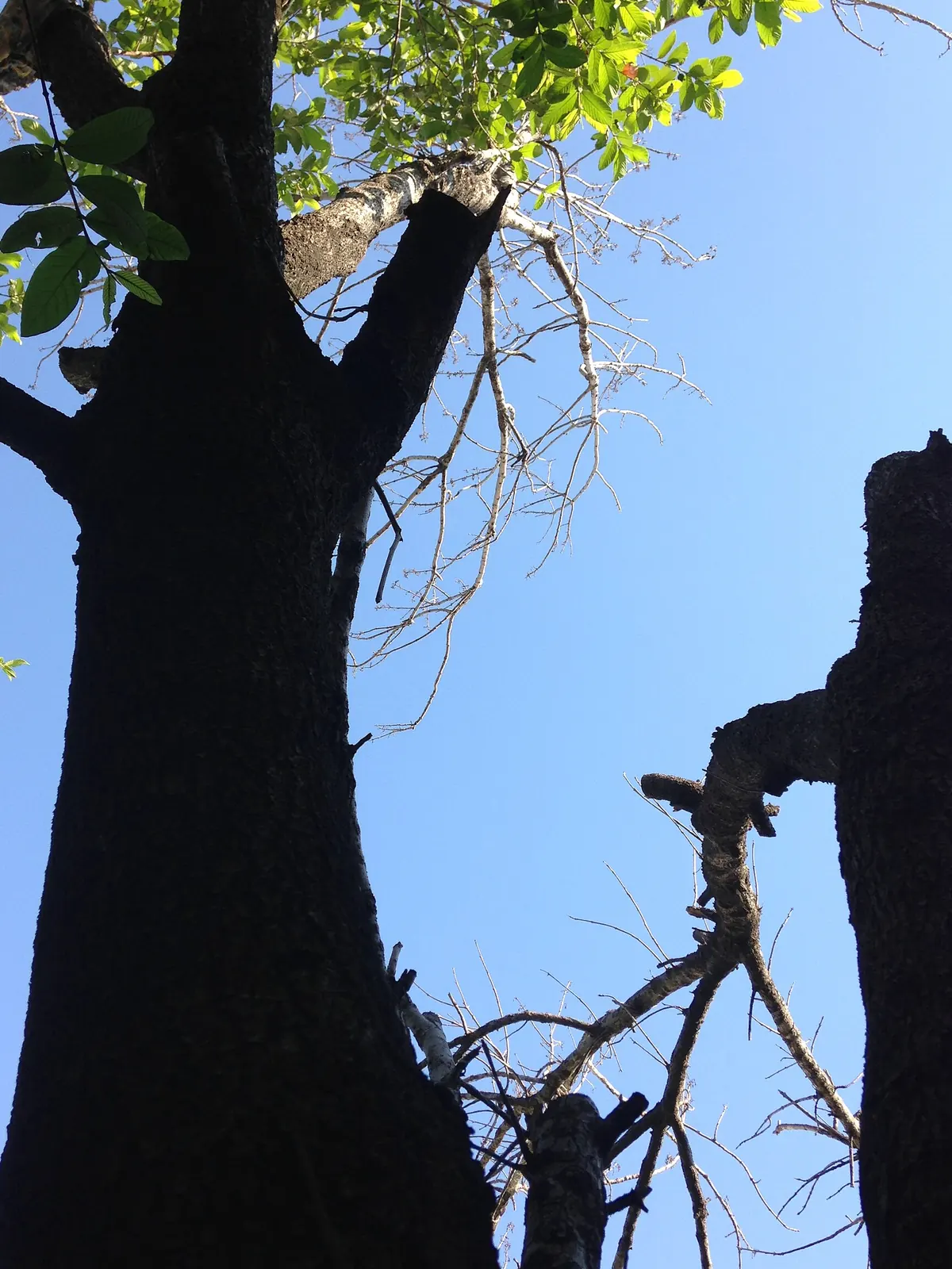 Dead tree with a snapped trunk still standing