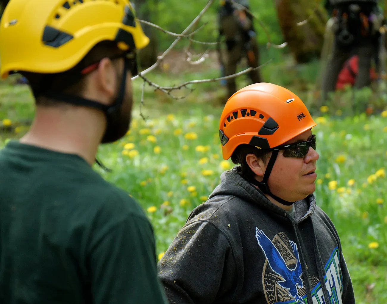Climber working in a hardwood canopy from a rope and harness