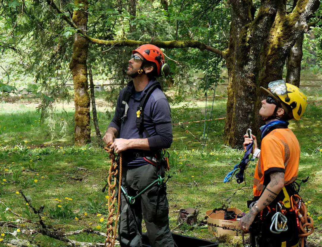 Climber working aloft on rope access in a hardwood canopy