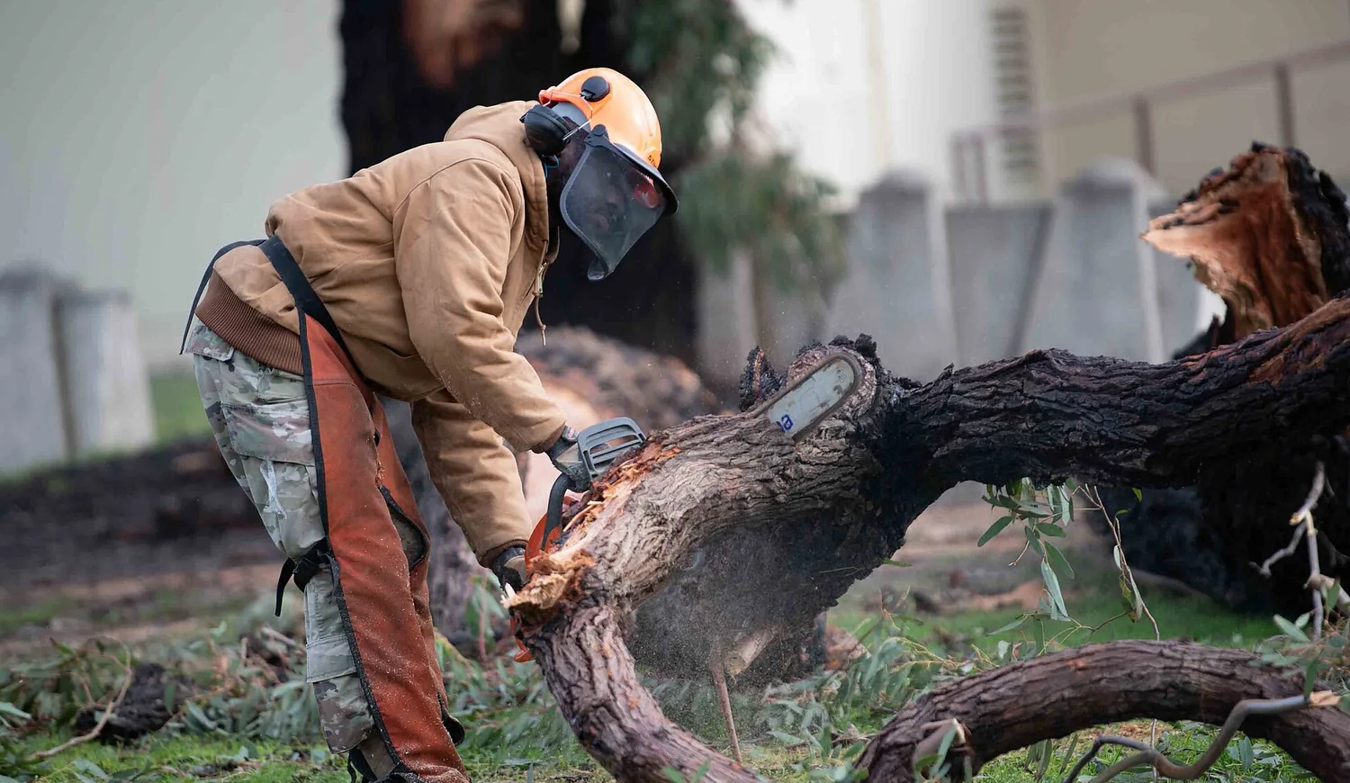 Worker cutting a branch from a tree